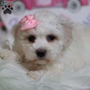 Gracie, Bichon Frise Puppy